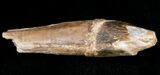 Archaeocete (Primitive Whale) Tooth - Basilosaur #11427-2